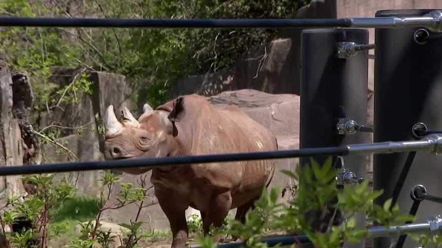 Milwaukee County Zoo celebrates new rhino care center to protect endangered species