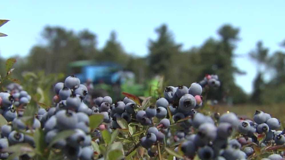 Wild blueberries may help heal wounds, Maine professor says