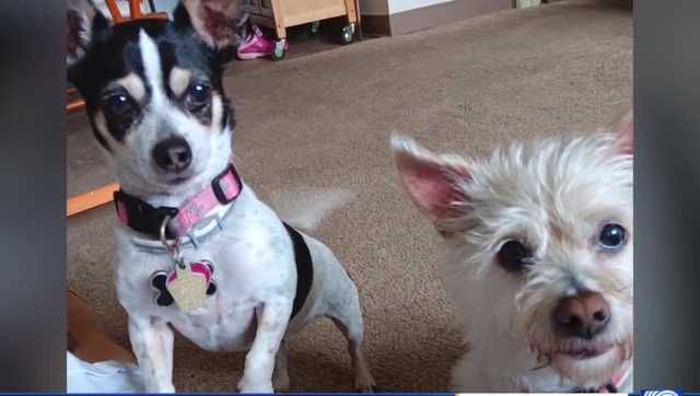 Vicious dogs attack and kill 2 smaller dogs in Oak Creek - Vimarsana News