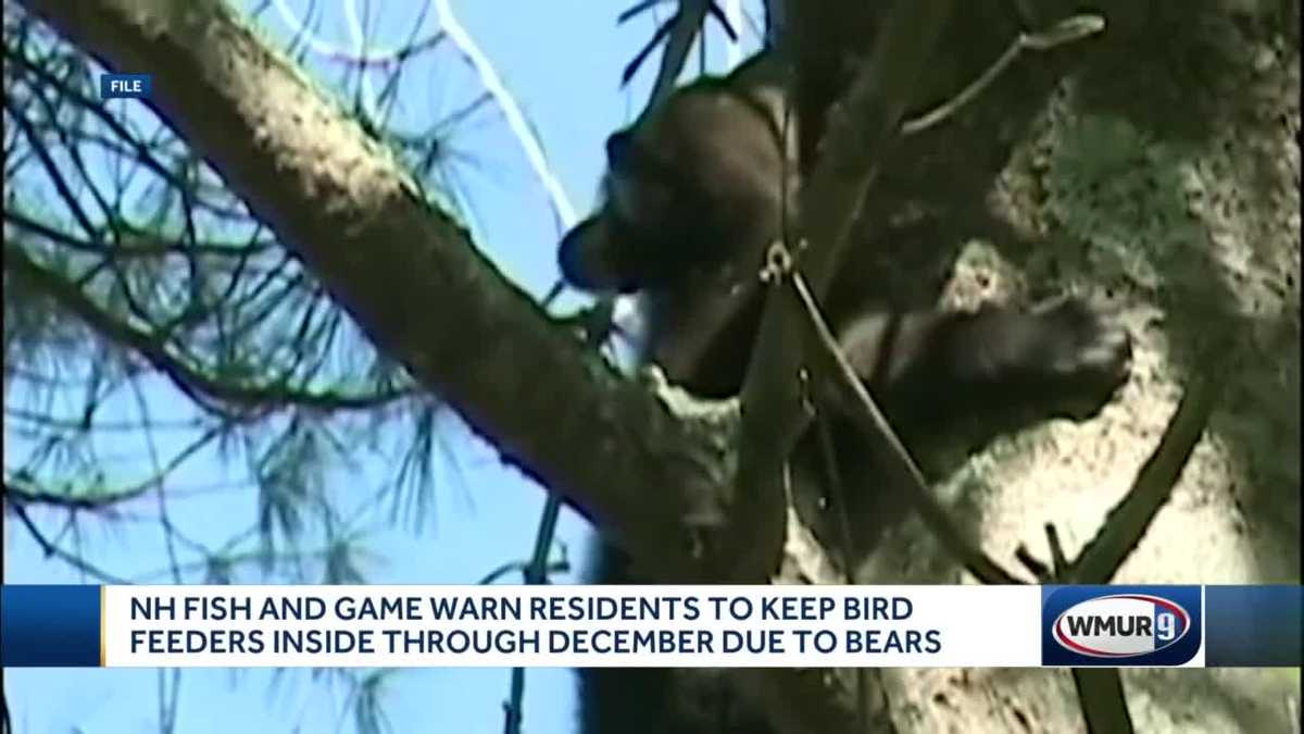 Fish & Game asking residents to keep bird feeders inside though Dec.