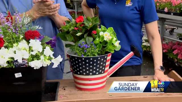 Planting red, white, and blue in this week's Sunday Gardener