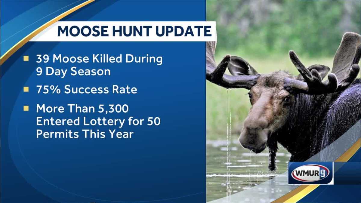 Officials 75 success rate in NH moose hunt season