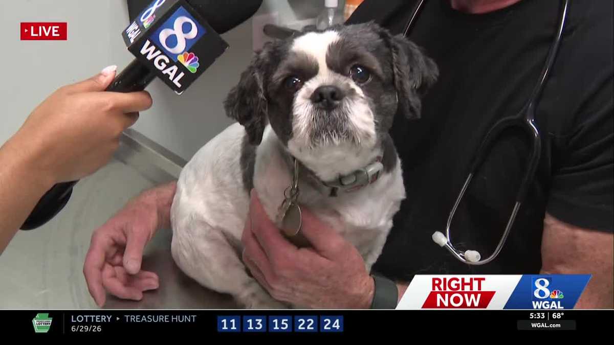 Pet owners urged to take precautions as dangerous heat steams up the Susquehanna...