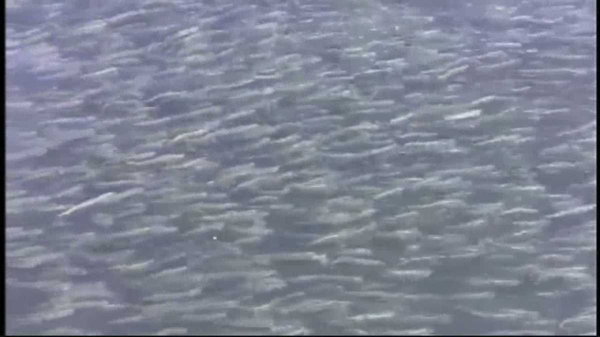 Anchovies cause stir