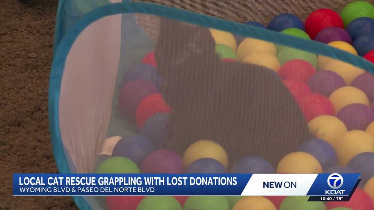 Albuquerque cat café says delivery mix-up led to $2,600 in lost donations