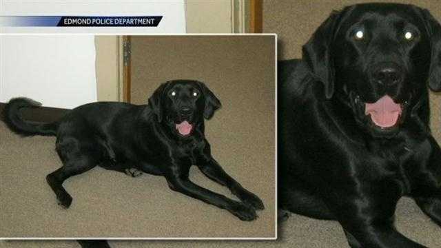 Police K9 dies after being left in hot car