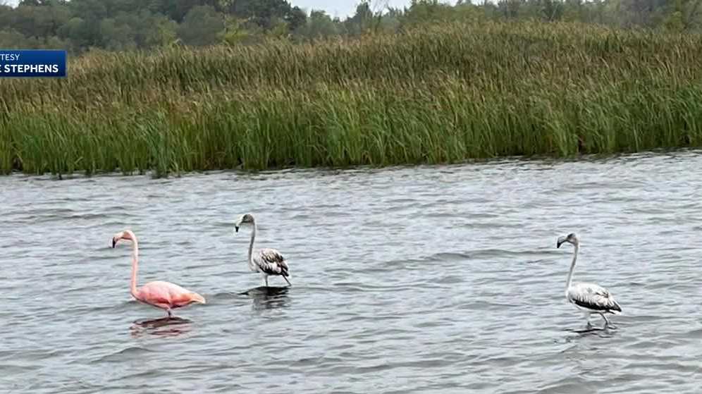 Rare pink flamingo sighting on Lake Michigan in Wisconsin draws