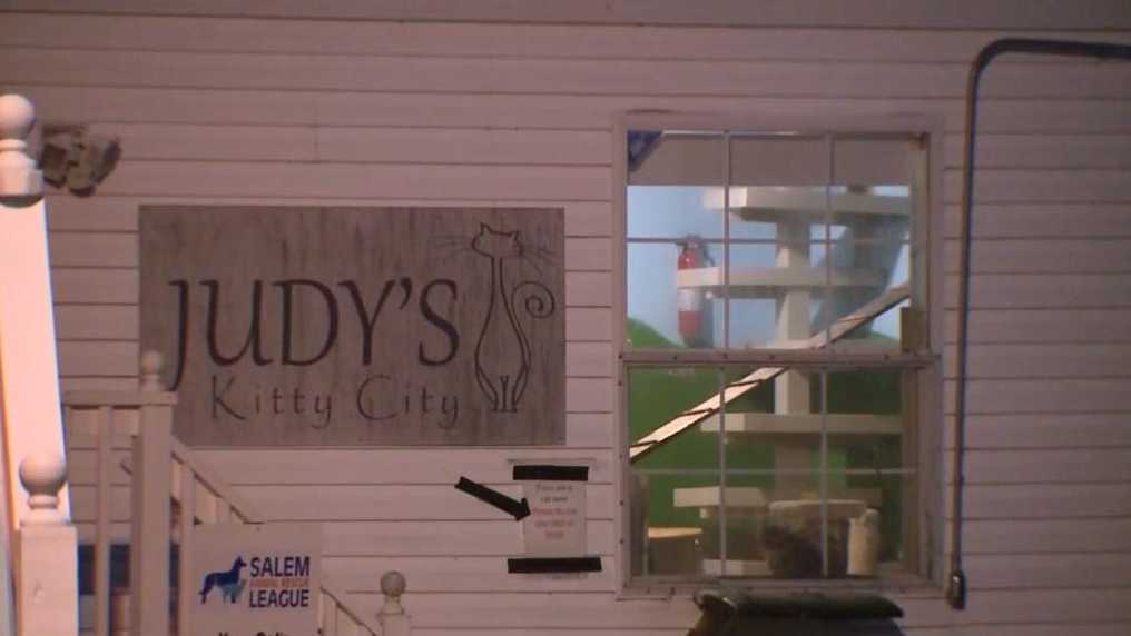 Kitten tests positive for rabies at Salem Animal Rescue League - WMUR Manchester thumbnail