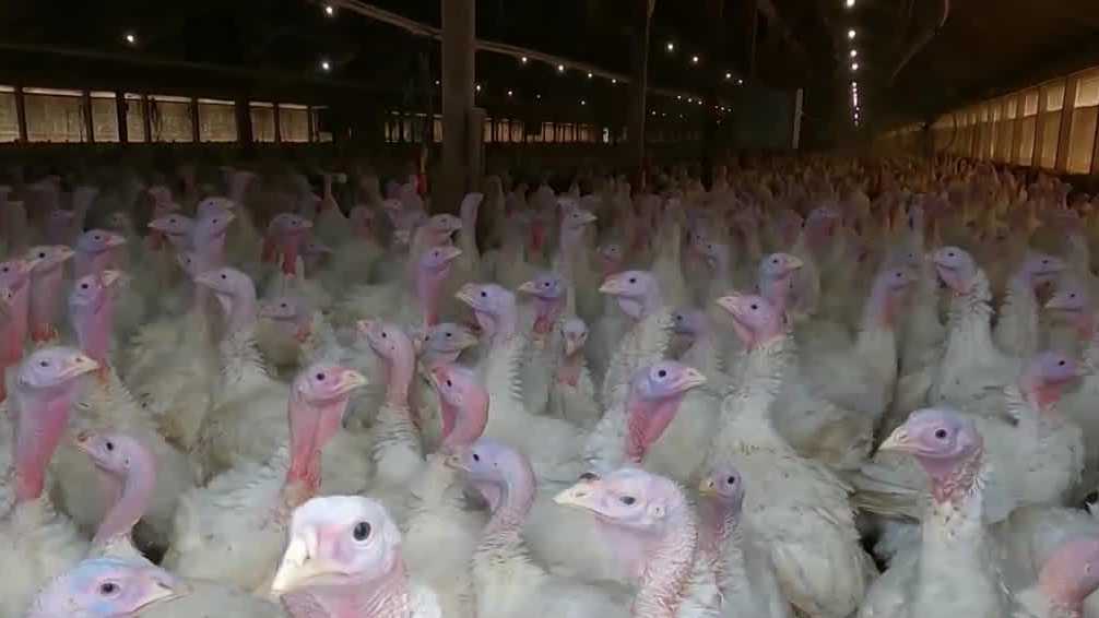 Thousands of Iowa turkeys to be killed after new case of bird flu