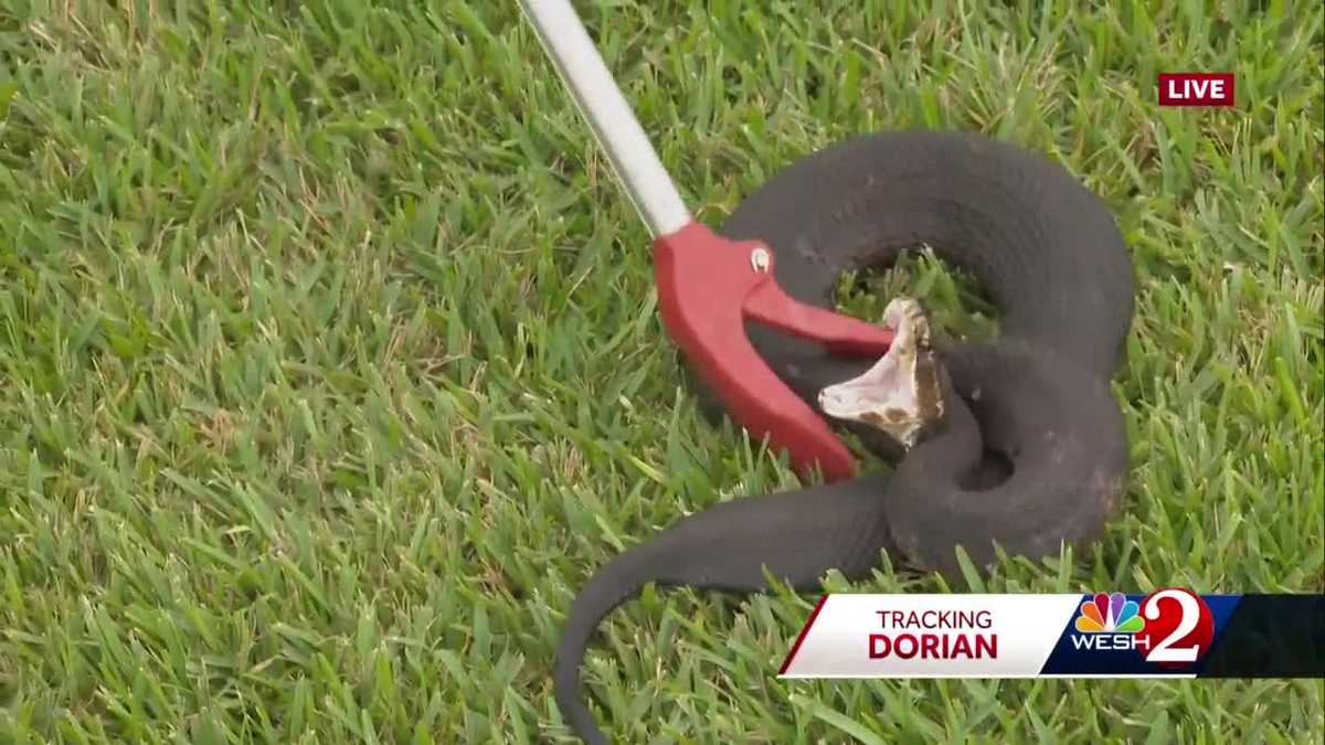 Rainfall has snakes moving to higher ground