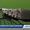 Spotted lanternflies detected in Salem, New Hampshire