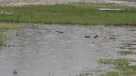 Cape Coral rainfall 