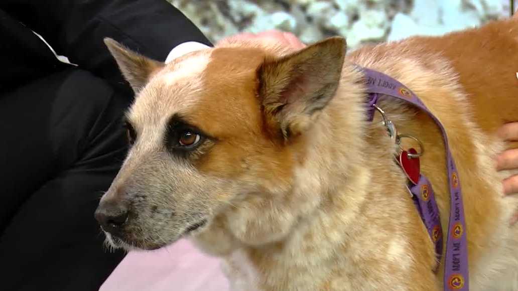 'Mutts and Meows' with Gulf Coast Humane Society: Meet Bandit