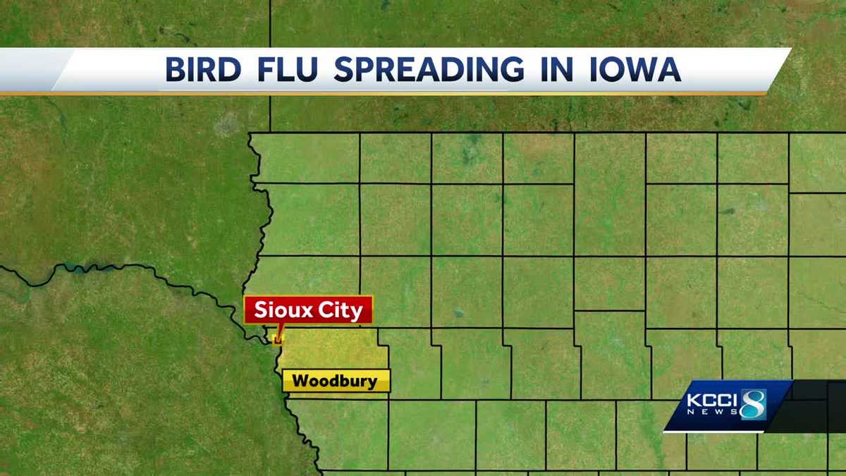 Bird flu confirmed in two backyard flocks in Woodbury County