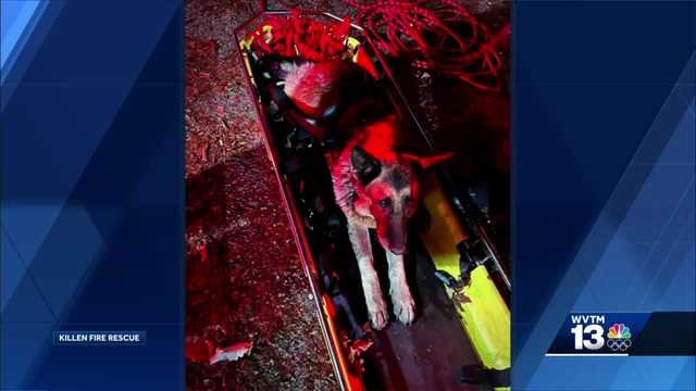 Alabama firefighters, police rescue dog from 300-foot ravine - Vimarsana News
