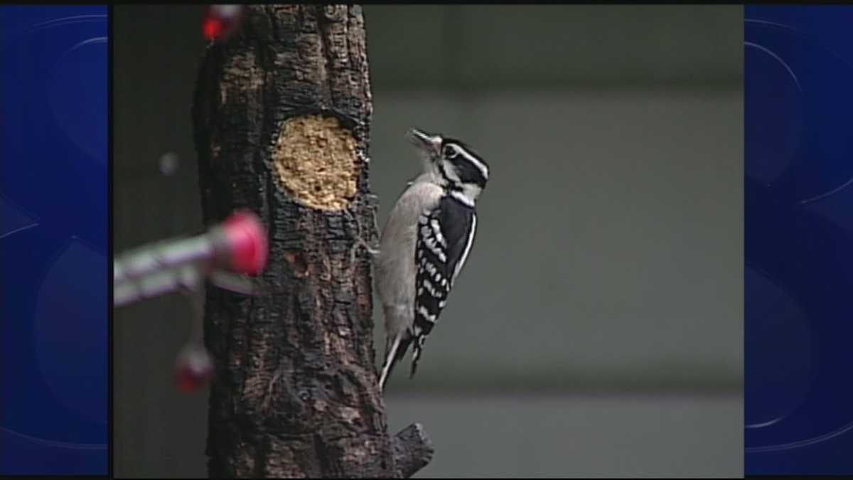 Wild Moments: What can be done to keep birds from crashing into windows?