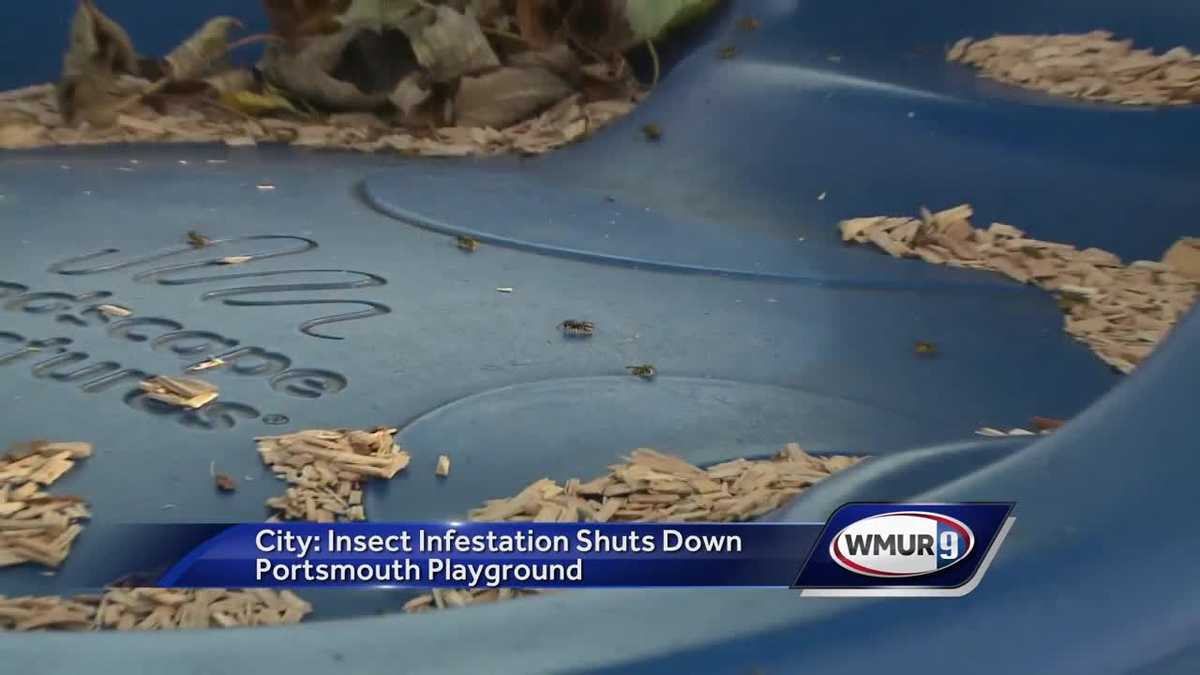 Insect infestation shuts down Portsmouth playground