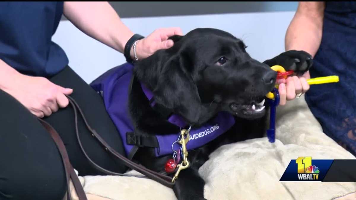 Tucker previews the American VetDogs Baltimore 5K run