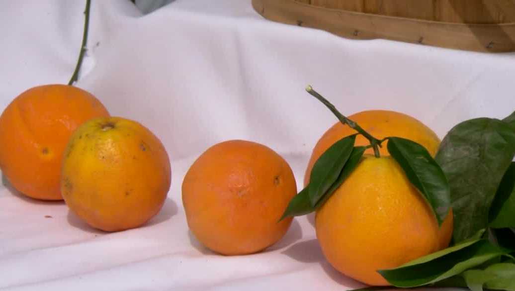 Fresh produce and local goods return for Meadowview farmers market
