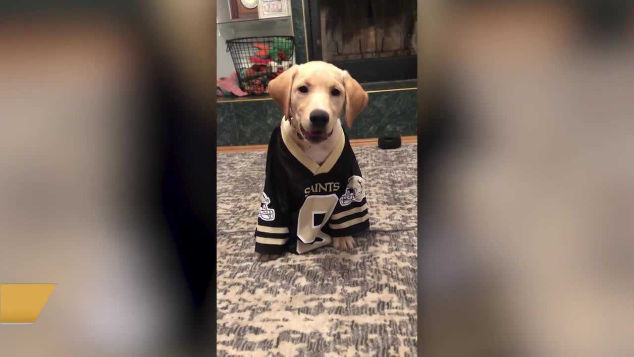 Drew brees sale dog jersey