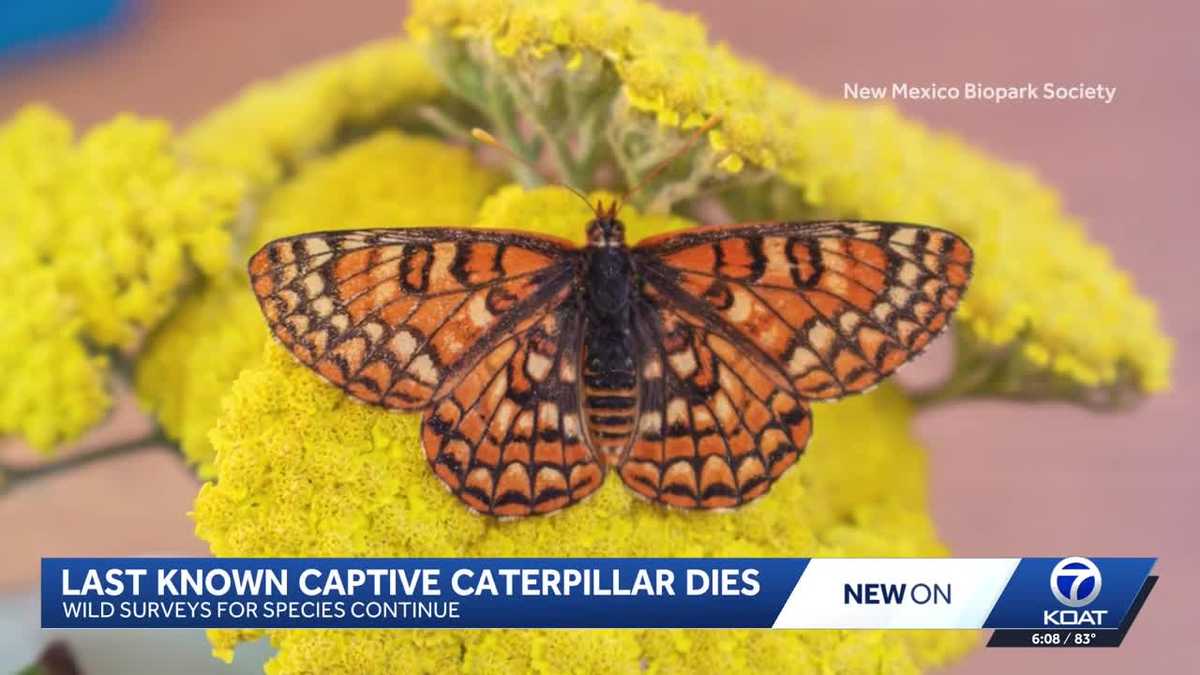 Rare New Mexico butterfly races extinction rsik after captive caterpillar dies