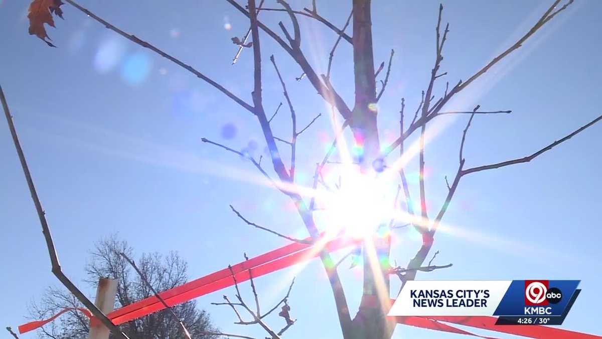 Evergy wraps up tree-planting project to reduce heat around Kansas City