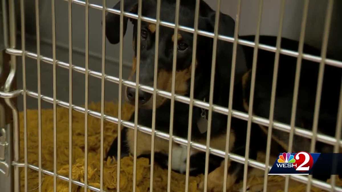 Dozens of dogs, cats brought to Titusville shelter from Louisiana after ...