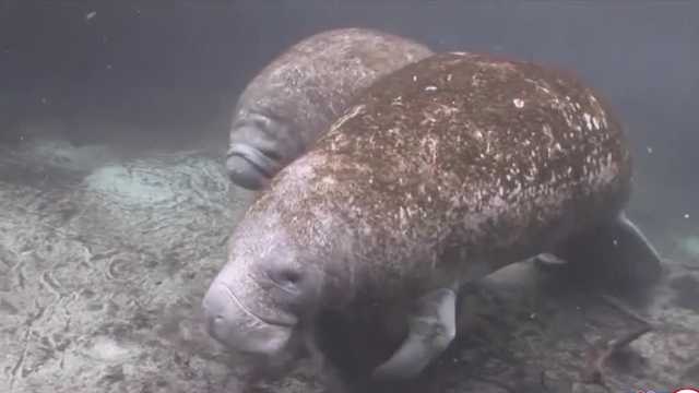 Boaters advised to use caution for manatee safety - Vimarsana News