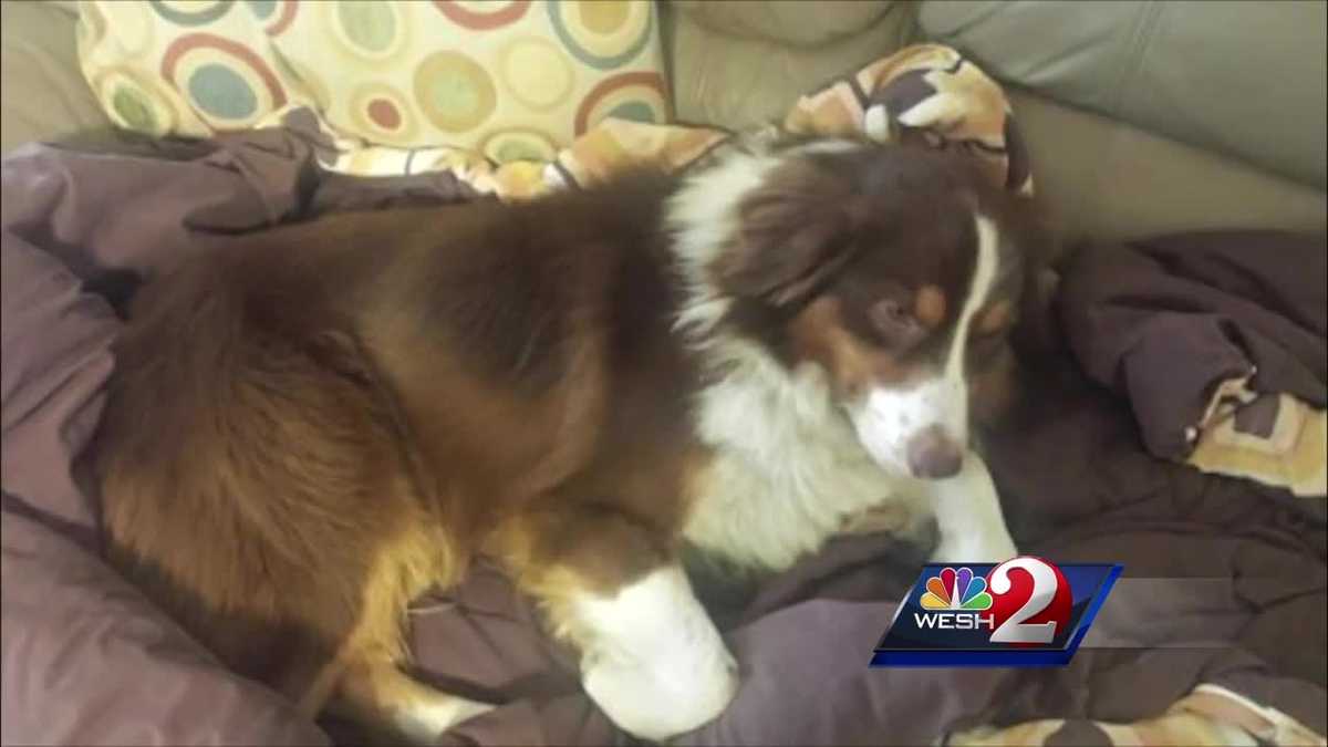 Homeless man arrested, accused of throwing dog into traffic twice