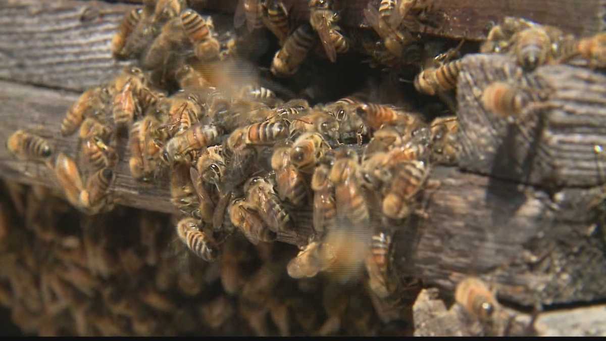 Farmers stress importance of a thriving bee population