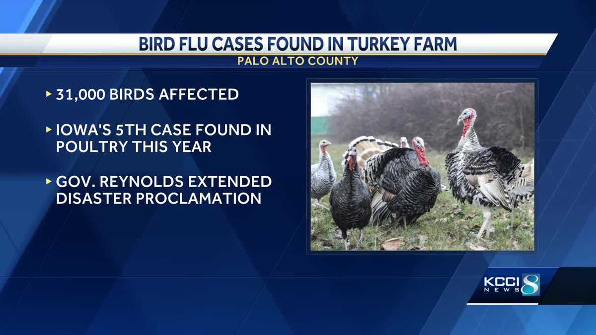 Bird flu cases found in northern Iowa turkey farm