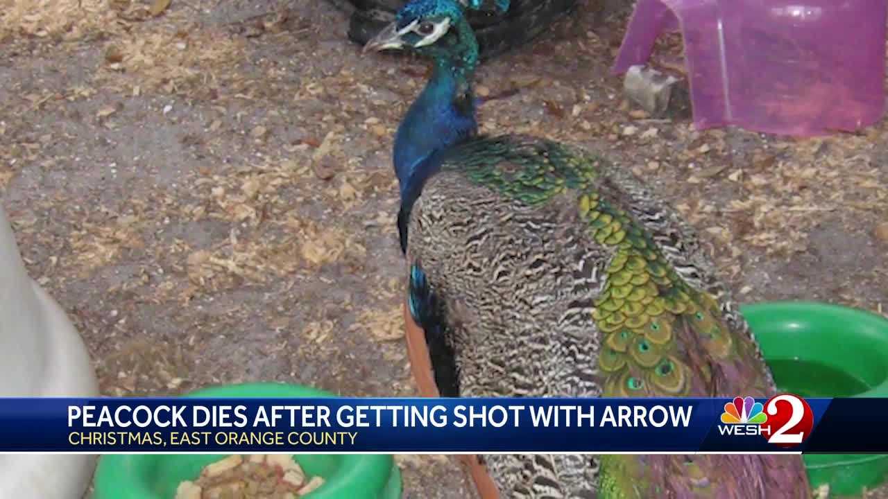 Peacock Dies After Getting Shot With Arrow   613ff5e4 058e 4f8e 920d 8ae49e3d1133 Image 