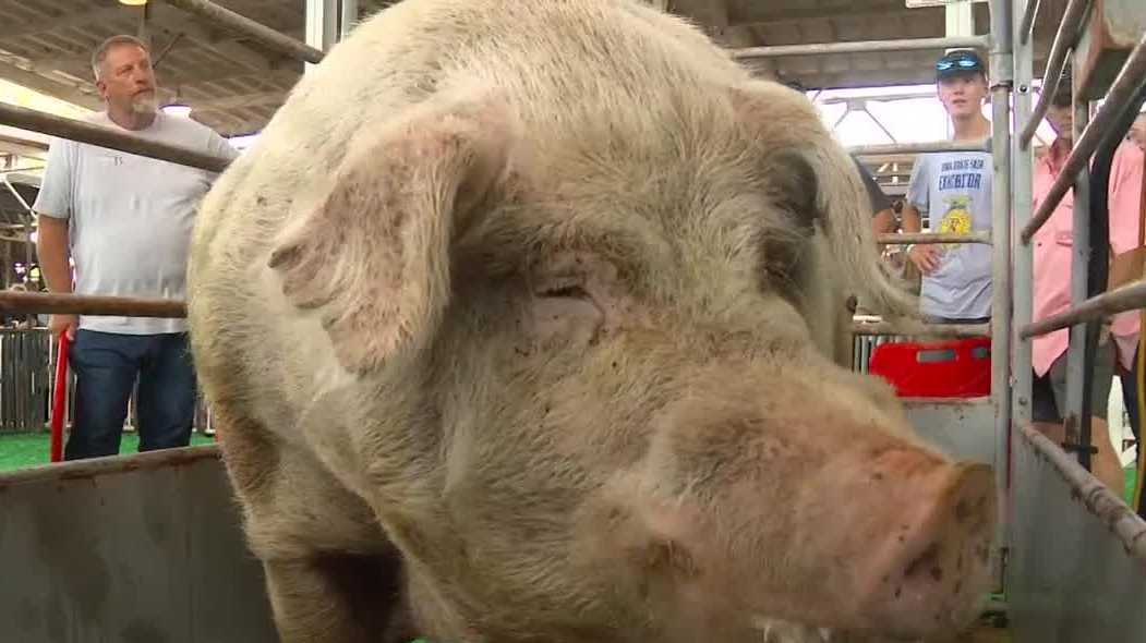 ‘He’s got an attitude’: Atlantic boar Zoomer takes Iowa State Fair Big Boar title in Des Moines