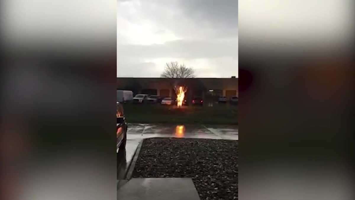 Tree burns after metro lightning strike