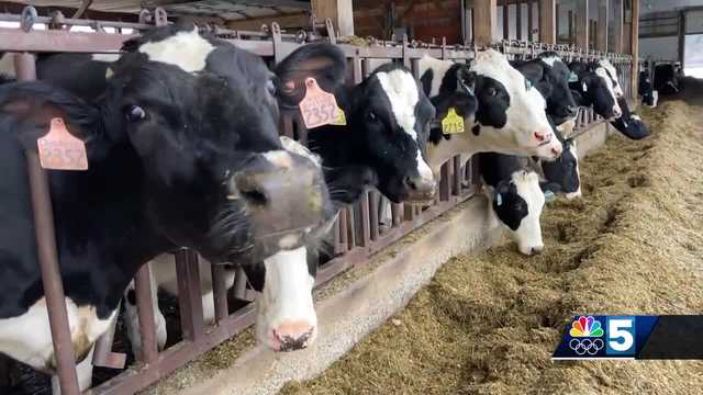Vermont faces shortage of large animal vets while avian flu's national impact looms - Vimarsana News