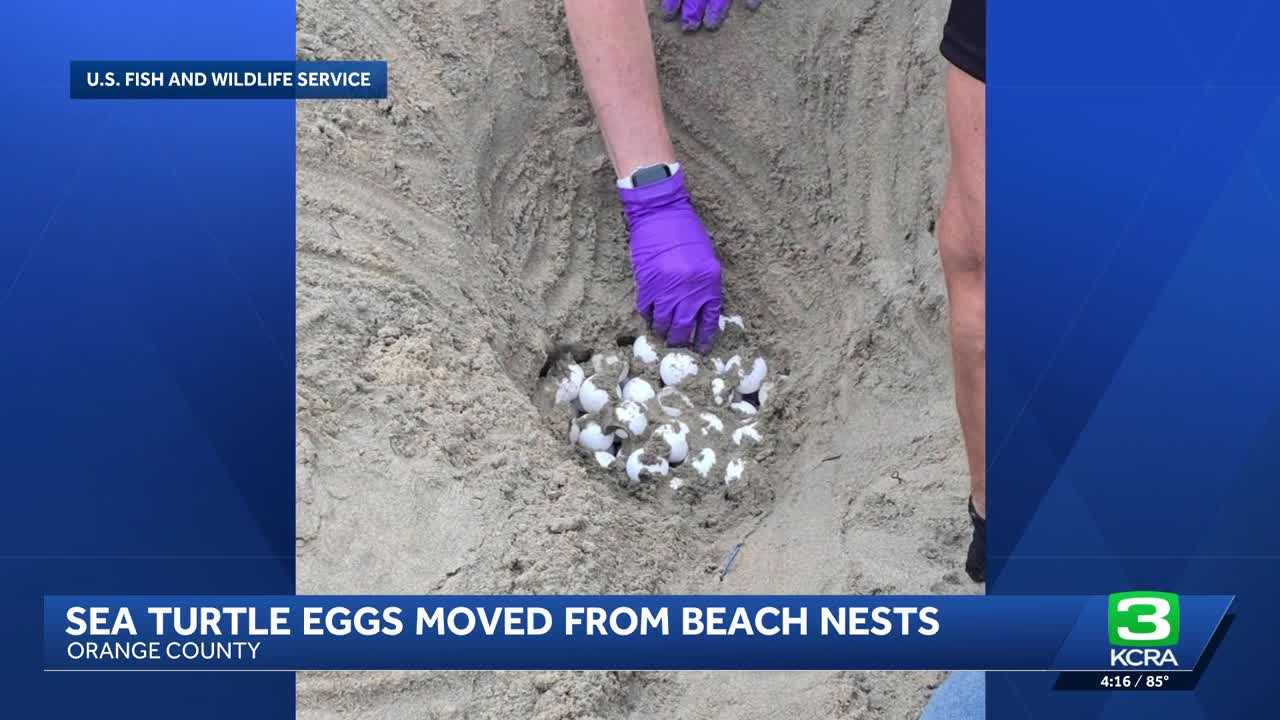 Sea turtle eggs moved from Orange County beaches to protect them from Hurricane Polo surf