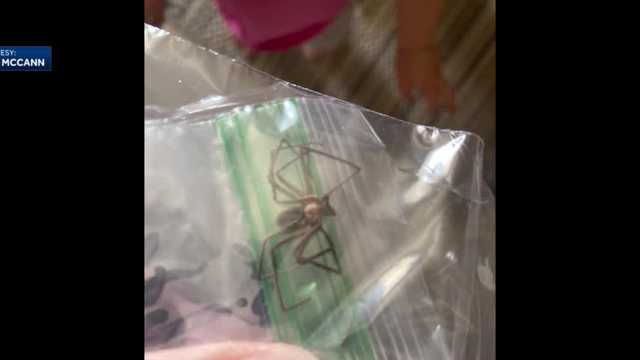 Des Moines man shares warning after a spider bite sends him to the hospital - Vimarsana News