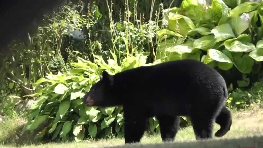 What to do if you see a bear in your yard