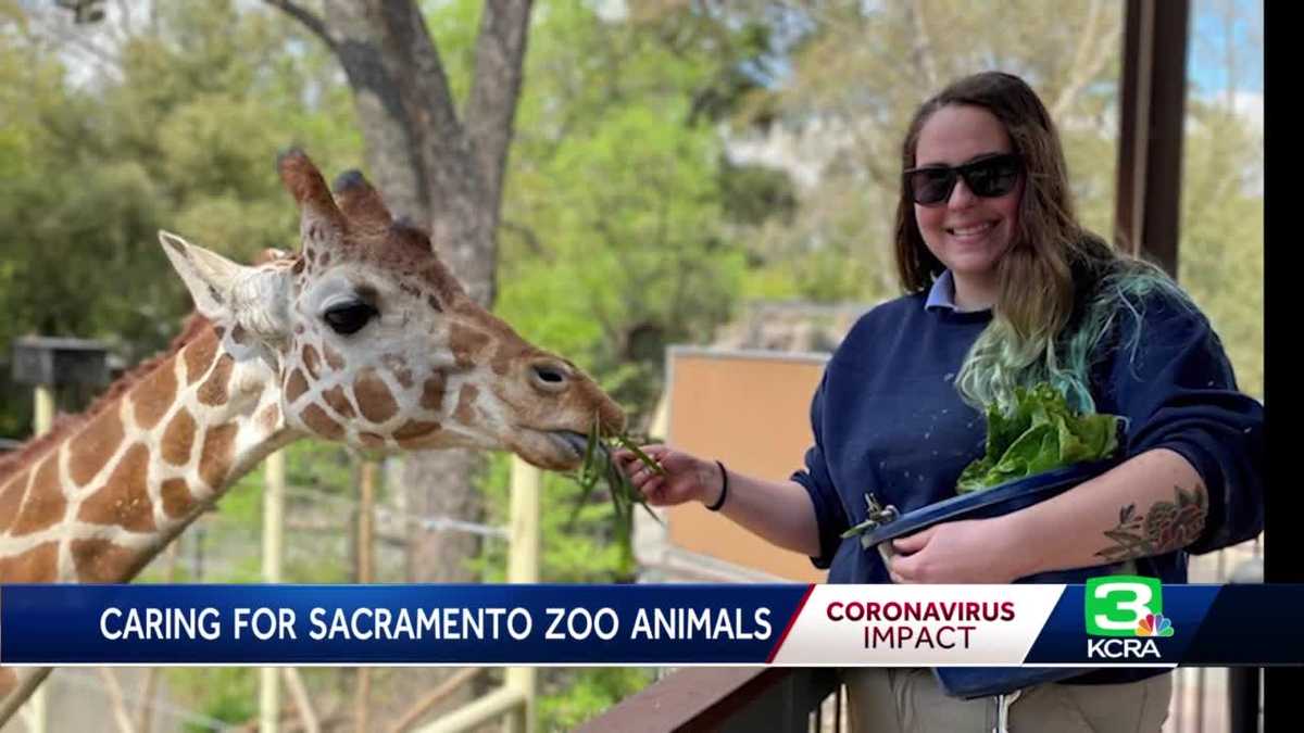 Care continues for Sacramento Zoo animals during COVID-19 crisis