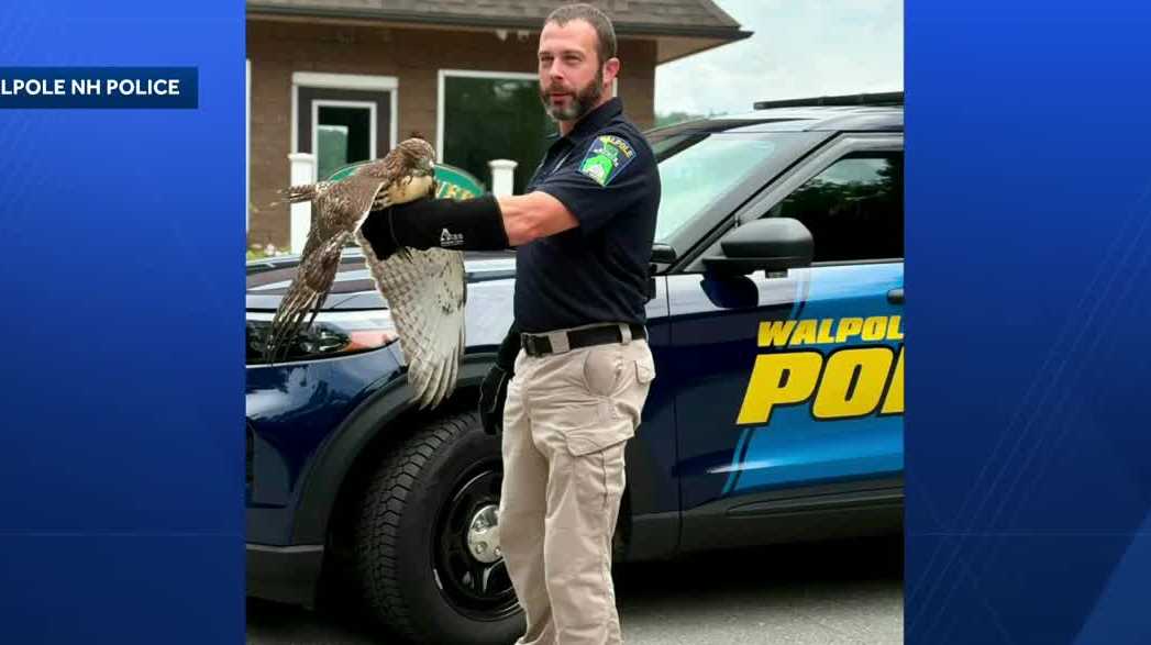 Hawk rescued from light pole in Walpole returned to wild