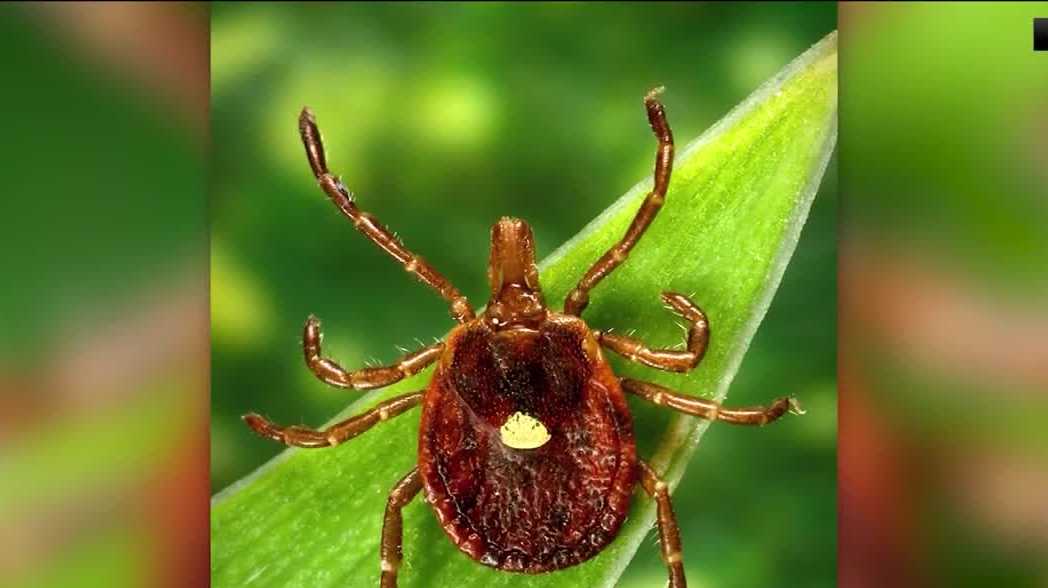 University of Arkansas graduate student studies tick sightings in natural state