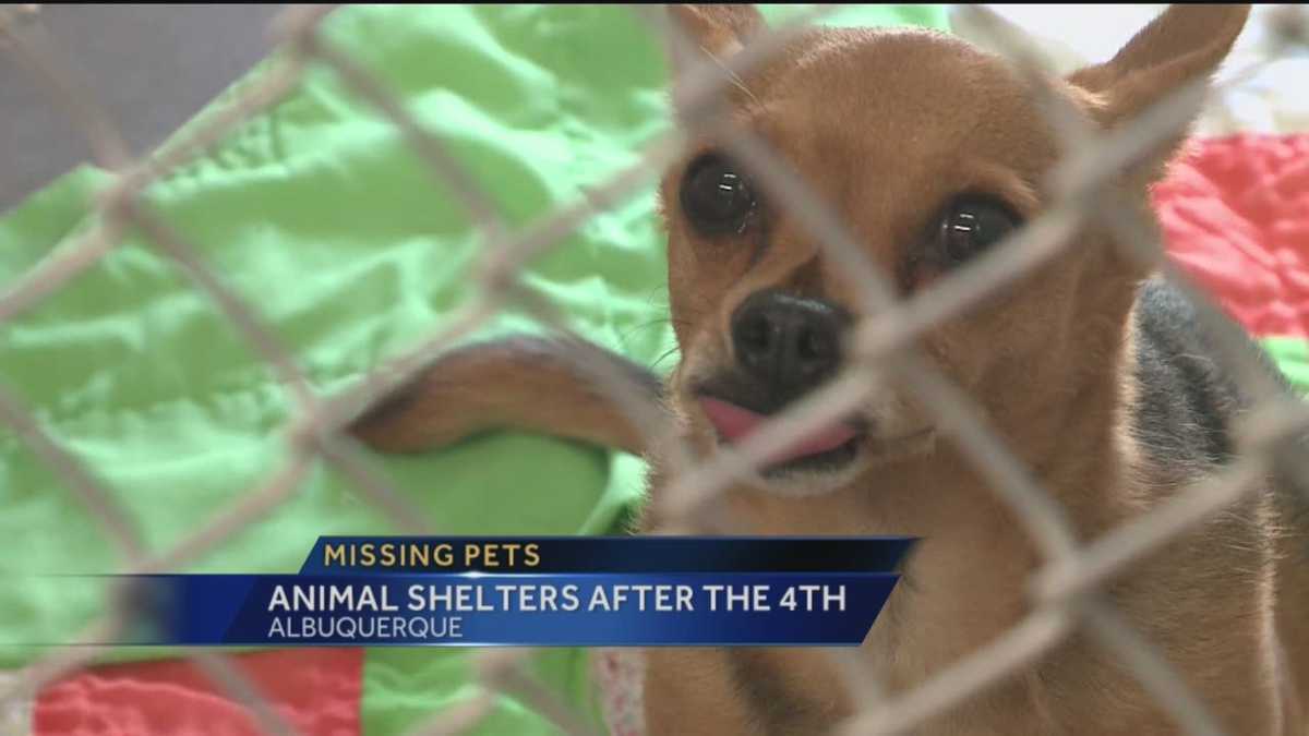 Missing Pets Animal Shelters After the 4th