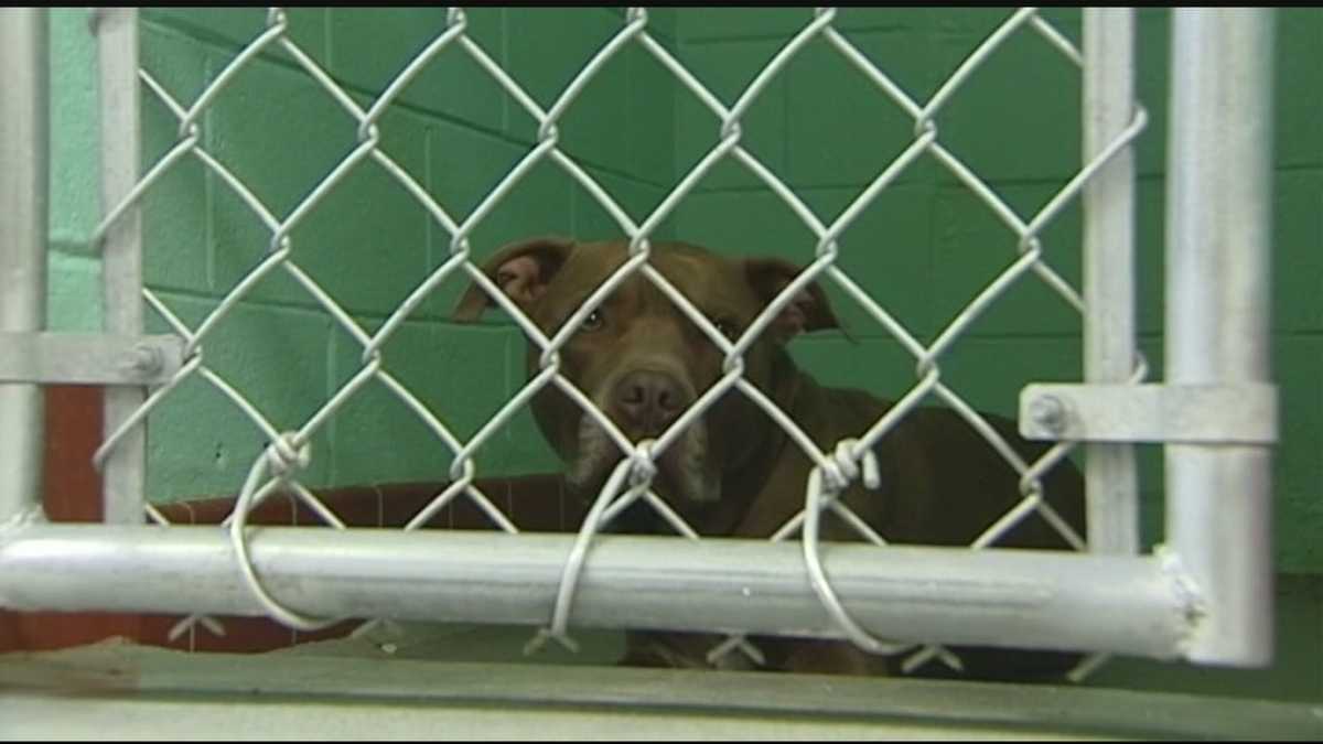 Pit Bull kills baby in High Point