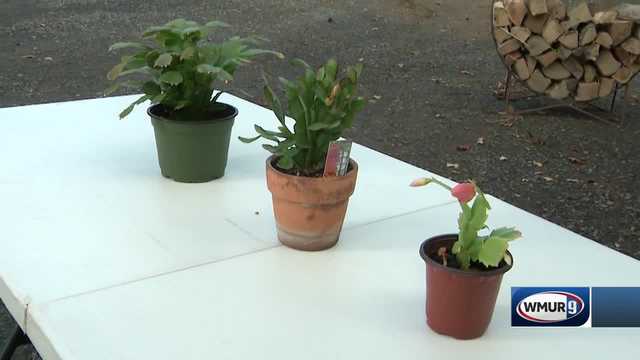 New Hampshire gardening tips: Holiday or Christmas cacti - Vimarsana News