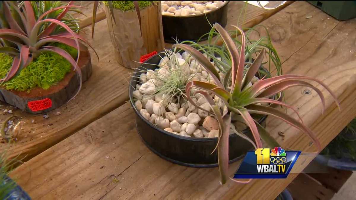 Sunday Gardener Taking care of terrarium plants