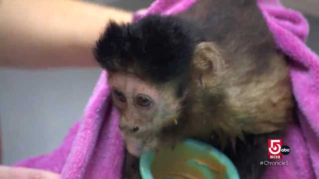 A retirement home for helper monkeys in Boston, Mass. - Vimarsana News