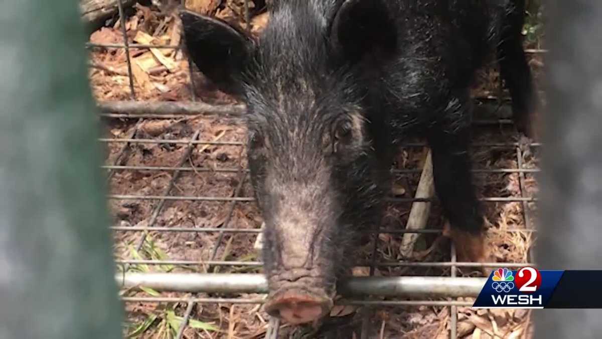 Hunters targeting hogs in new trend across Central Florida