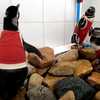 Injured penguins sport copper vests to help them heal