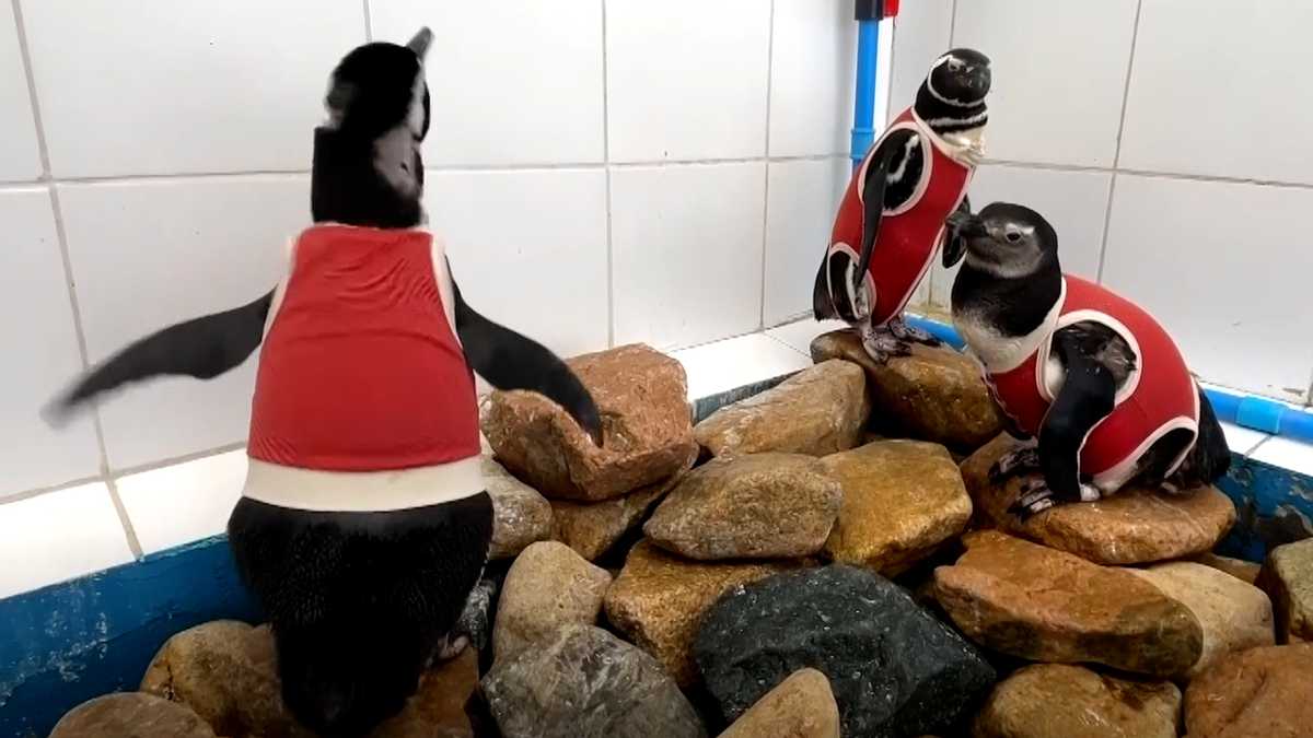 Injured penguins are wearing copper vests to help them heal