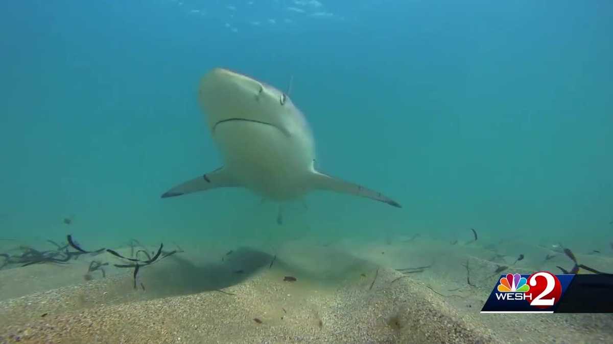 Thousands of sharks migrating along Central Florida shores